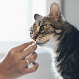 vitamines pour chats